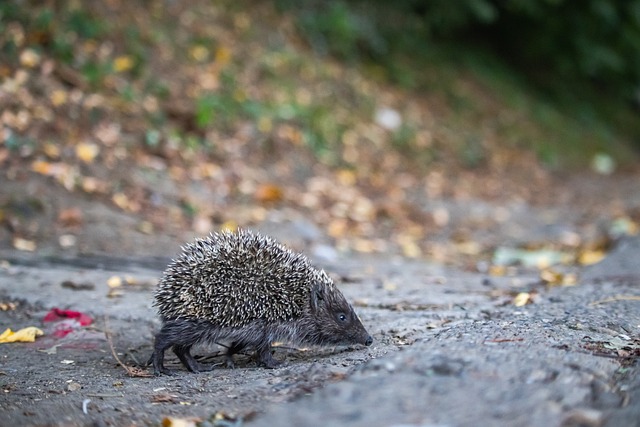 来都是足球 来都是足球